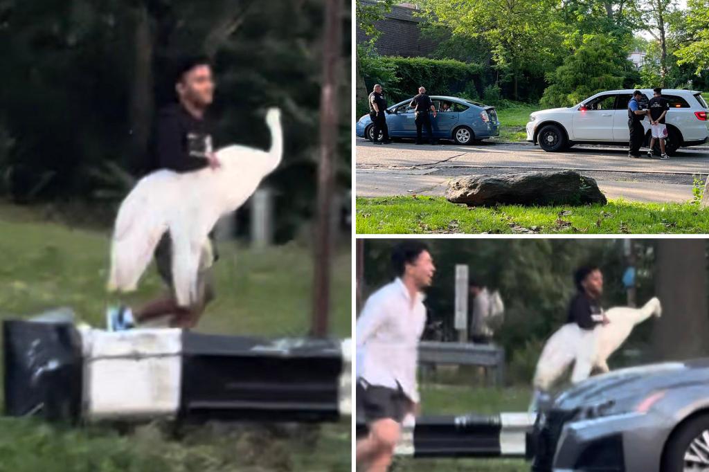 Thieves in NYC abduct swan in a foolish plan, but its future remains uncertain.