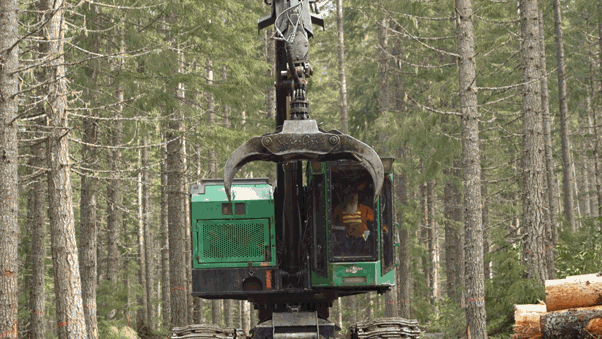 Timber sector and environmental groups conflict over Trump's federal logging directive