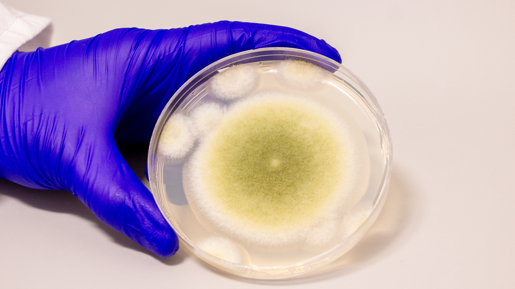 Tomb 'curse' of ancient mummy leads to new cancer treatment medication