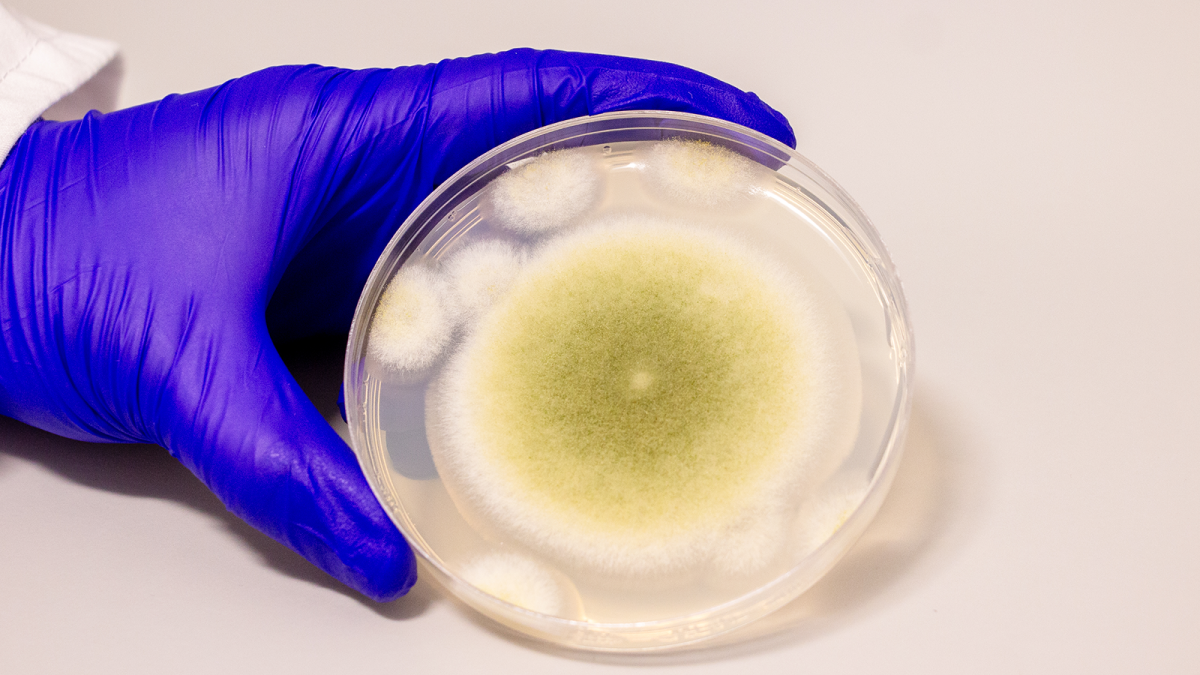 Tomb 'curse' of ancient mummy leads to new cancer treatment medication