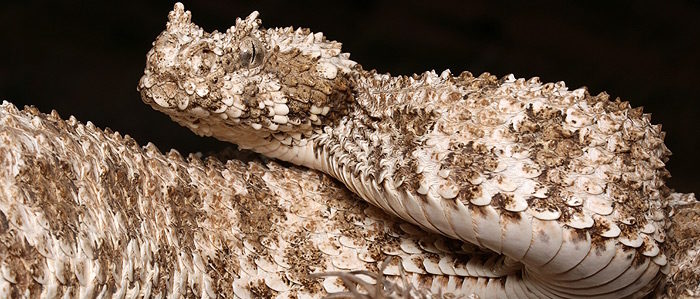 Traveler Taken into Custody for Supposedly Hiding More than 45 Rare, Hazardous Animals in Luggage