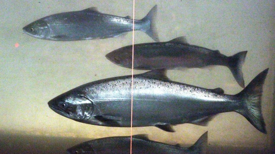 Trump withdraws from agreement on salmon restoration in the Pacific Northwest
