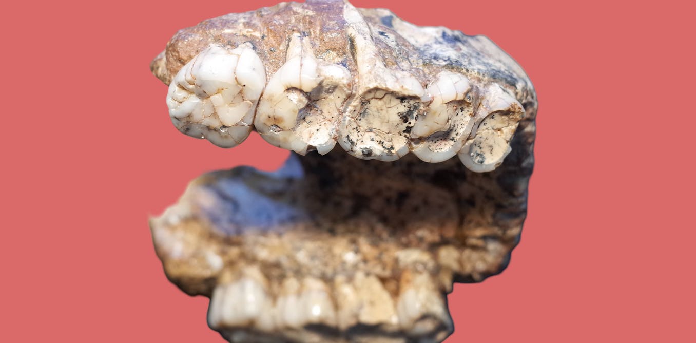 Two-million-year-old worn teeth from our ancestors uncover insights into human evolution
