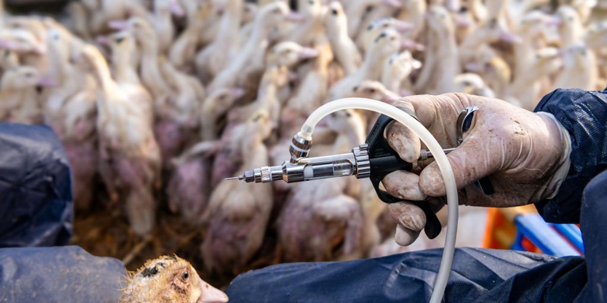 USDA considering widespread vaccinations for U.S. poultry in light of RFK Jr.'s concerns