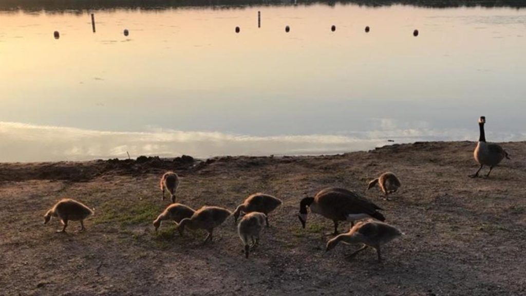 Understanding swimmer's itch and how to manage it