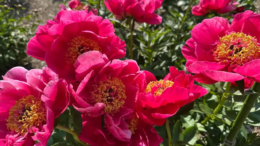 University of Michigan's historic peony garden affected by anti-Israel vandalism