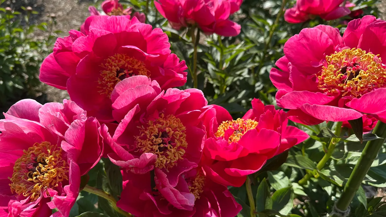 University of Michigan's historic peony garden affected by anti-Israel vandalism