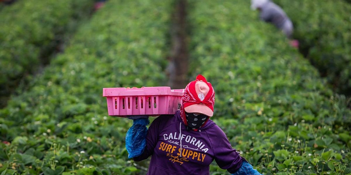 Unlawful labor is not the future of farming; it’s a support for large agribusiness.