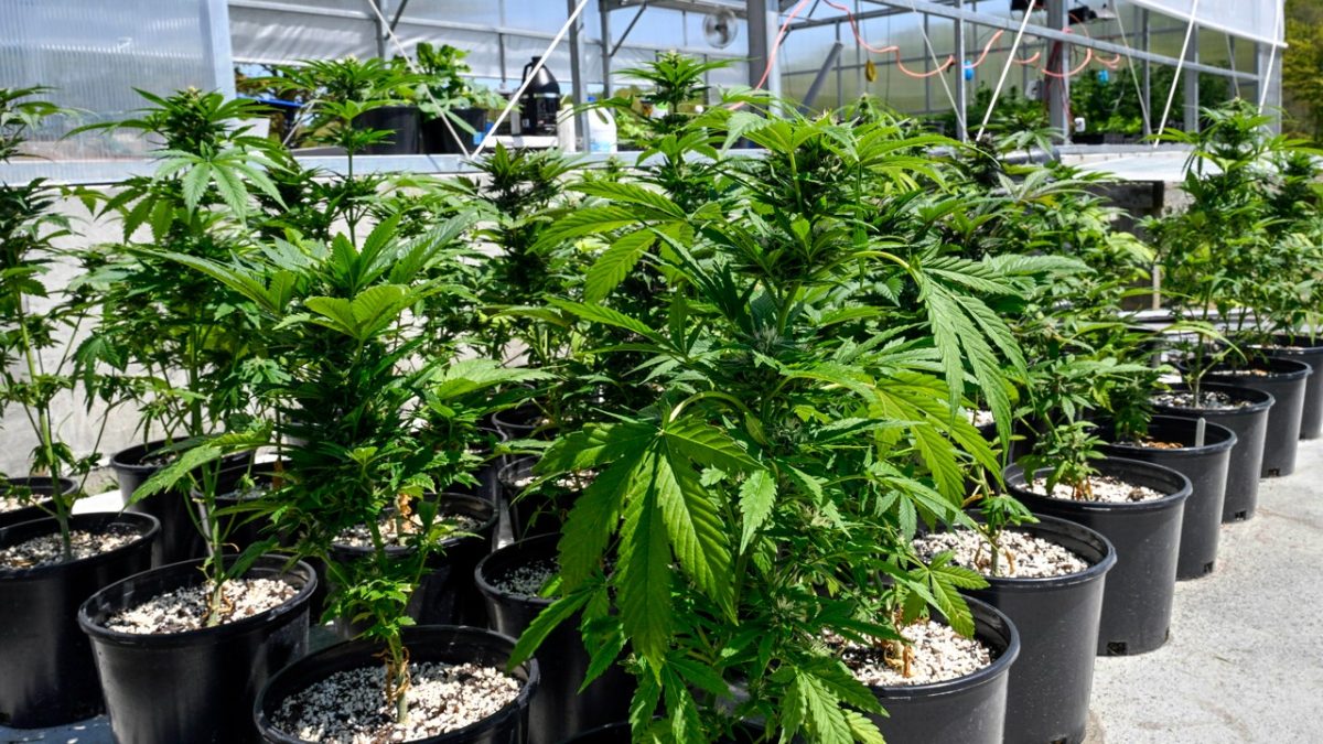 Use of marijuana among the elderly rises by 50% as a doctor cautions about cognitive risks