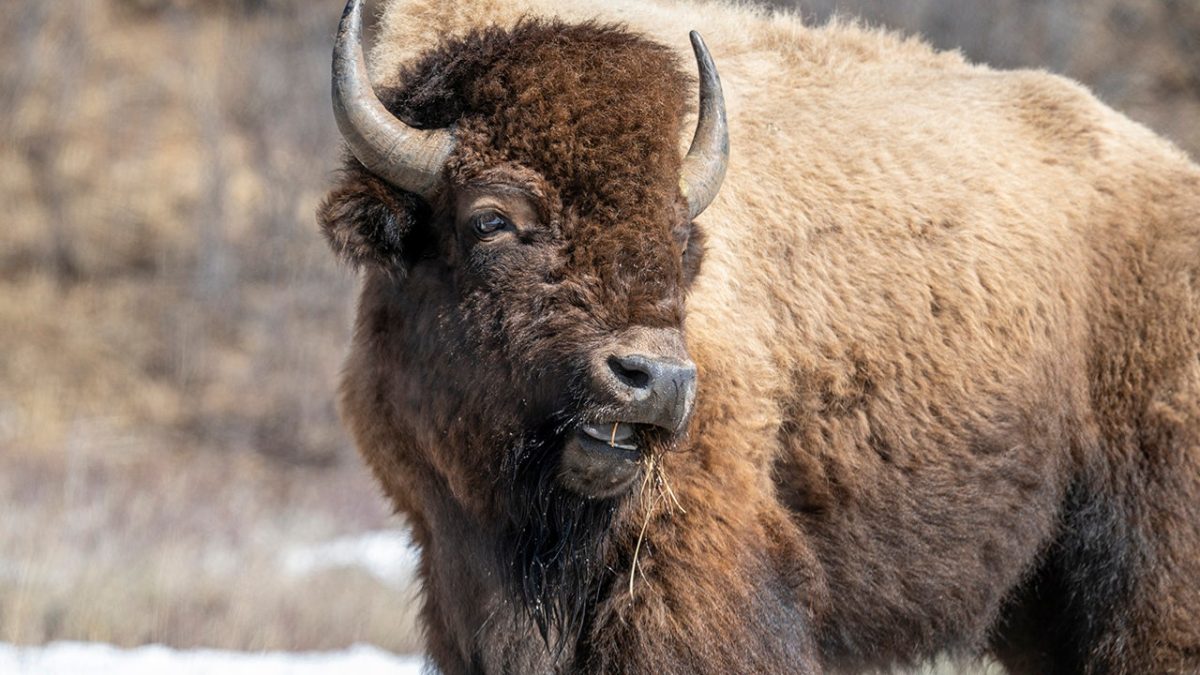Visitor hurt by bison at Yellowstone after getting too near