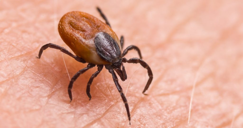 Ways to stay safe from ticks throughout the year