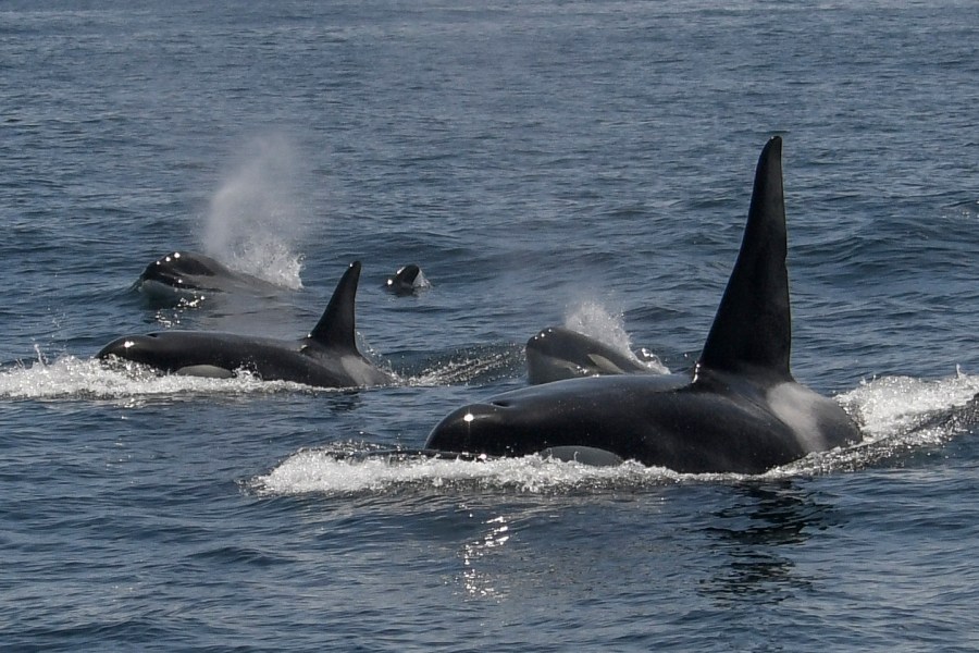 West Coast orca species observed cleaning themselves with kelp