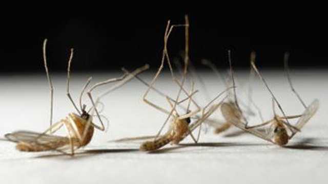 West Nile virus found in mosquitoes in Massachusetts for the first time this year