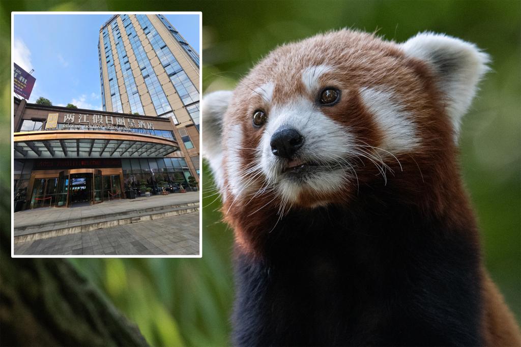 Wildlife officials criticize hotel in China for using endangered red pandas to rouse guests