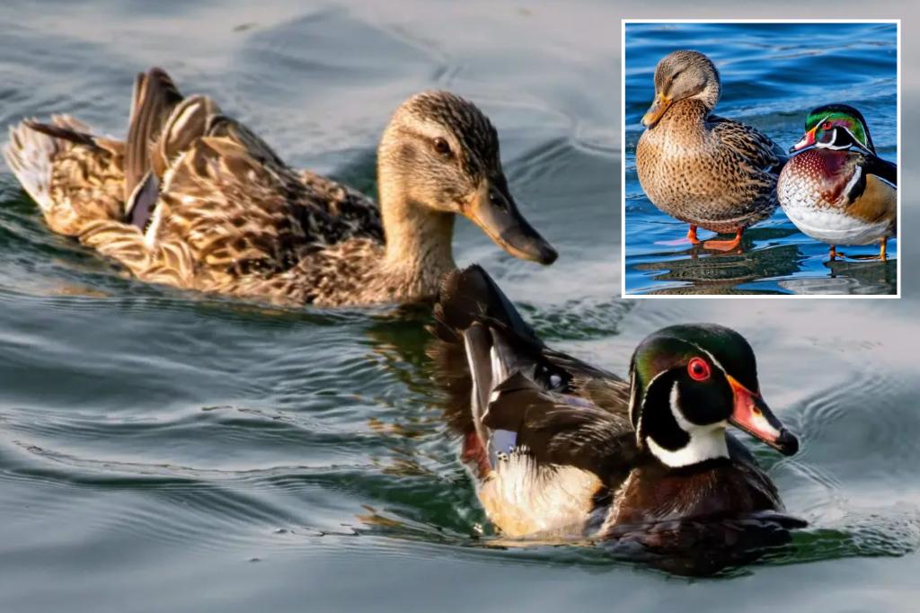 Wood and mallard ducks discovering romance in Central Park