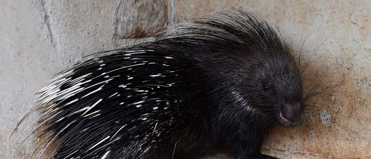 Yearly Libertarian Festival Includes a ‘Clothing-Optional’ Area