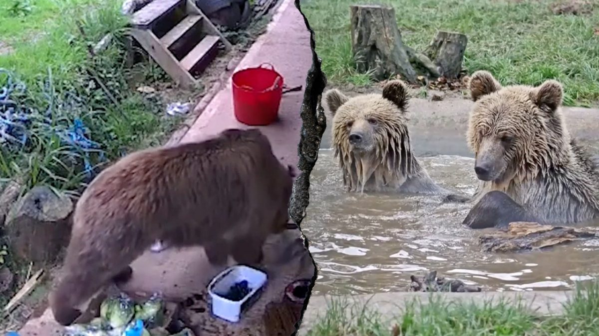 Young bears break free from wildlife park enclosure and go straight for food.