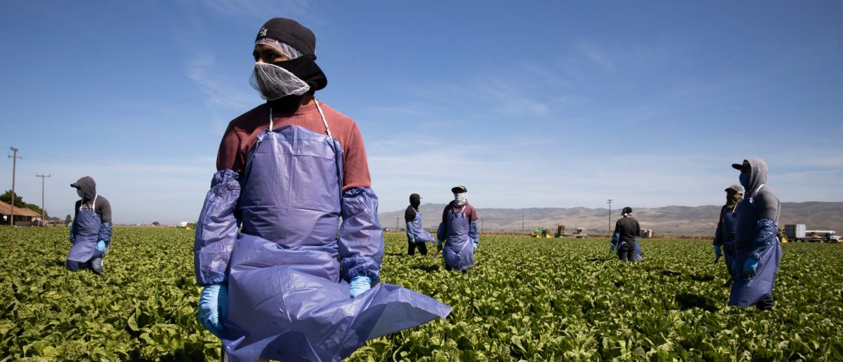 ‘No Safe Spaces’: DHS States Unlawful Migrants Employed in Agriculture and Hospitality Remain Eligible for Deportation