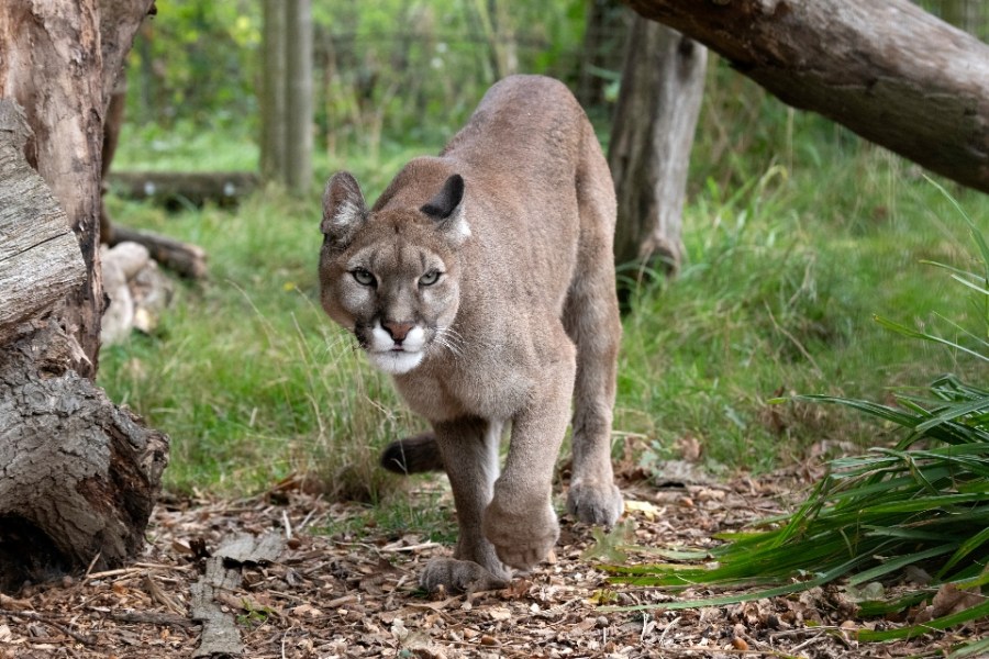 4-year-old injured in mountain lion attack at Olympic National Park