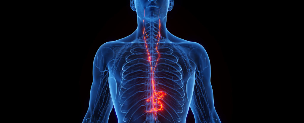 A New Sense Might Link Gut Bacteria to Our Brain