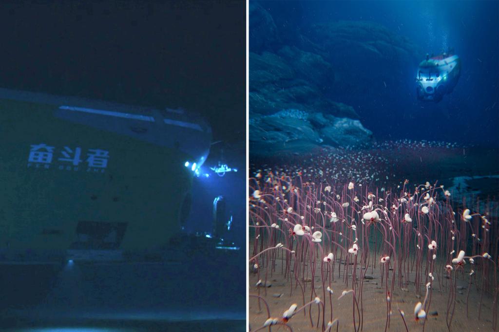 A submerged vehicle discovers marine life flourishing in the ocean's deepest areas.