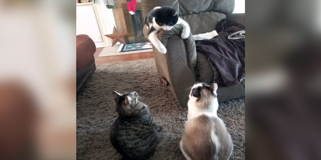 Abandoned Cat Walks Into Family's Home — And Shows Them What Love Means
