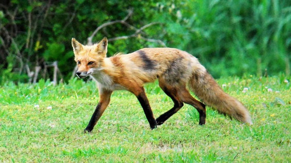 Aggressive fox assaults woman on her porch in Bedford County