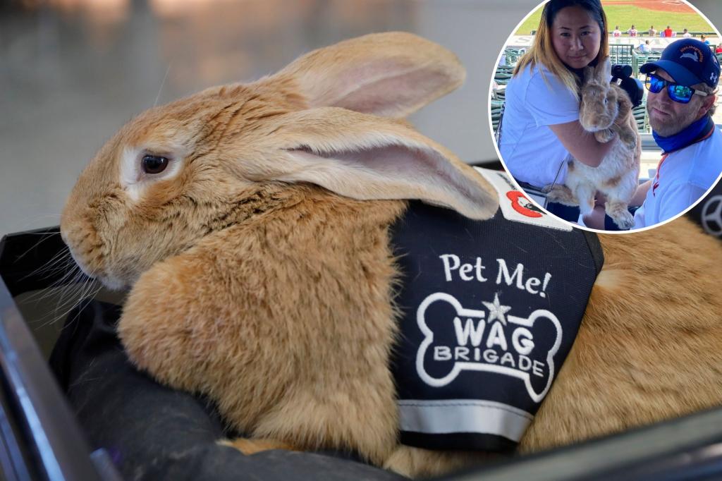 Alex the Great, beloved therapy bunny for athletes, dies following cancer struggle