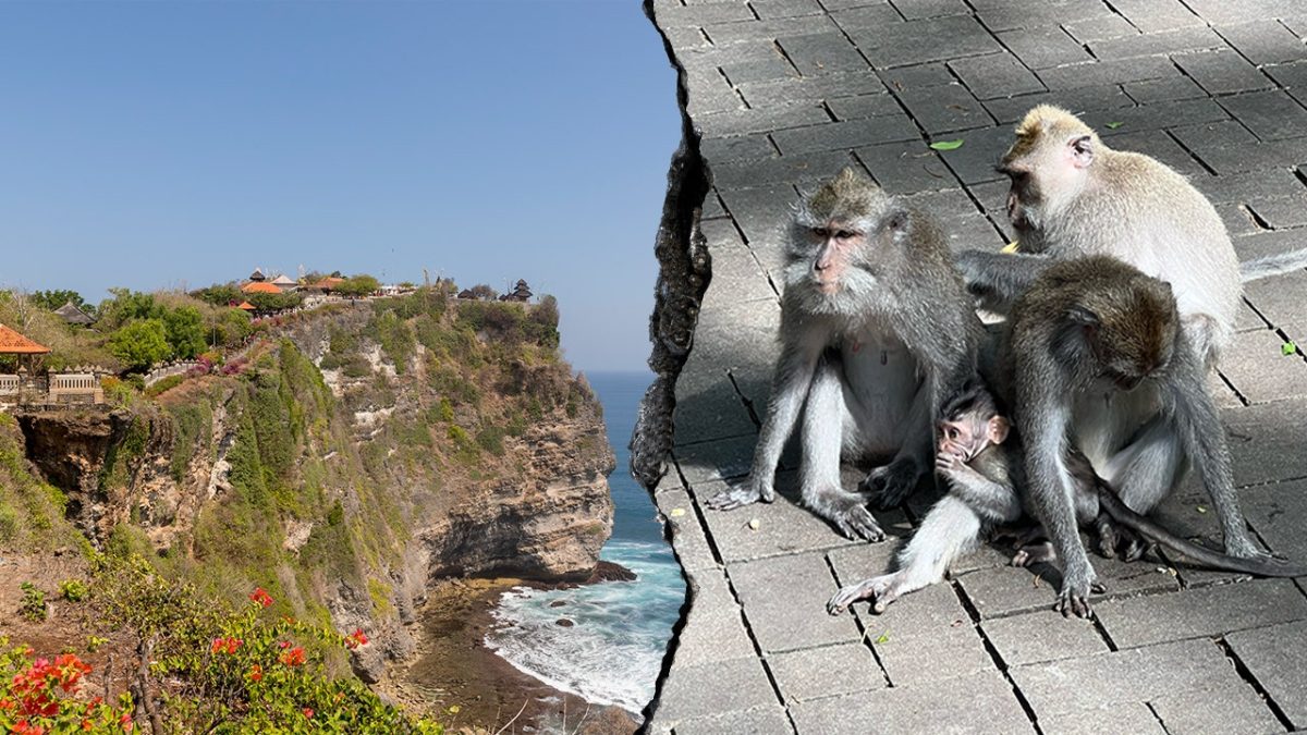 Bali monkeys are said to take tourists' belongings in return for food treats.
