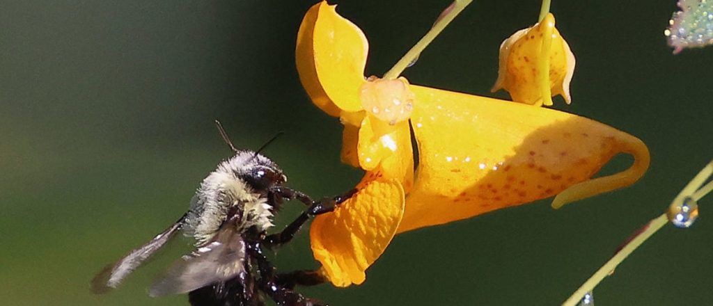 Bees Take Life of Man in Arizona and Injure Two Others