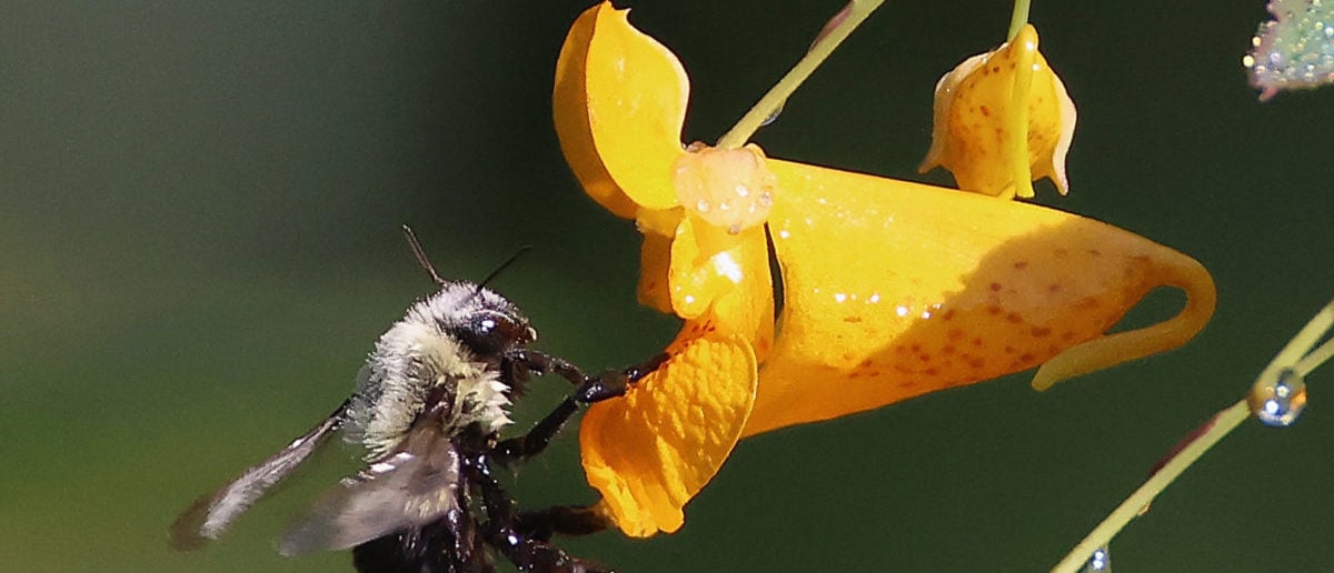 Bees Take Life of Man in Arizona and Injure Two Others