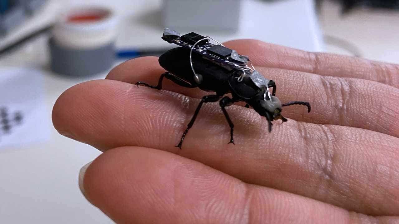 Beetles with small backpacks may help find survivors in disaster areas