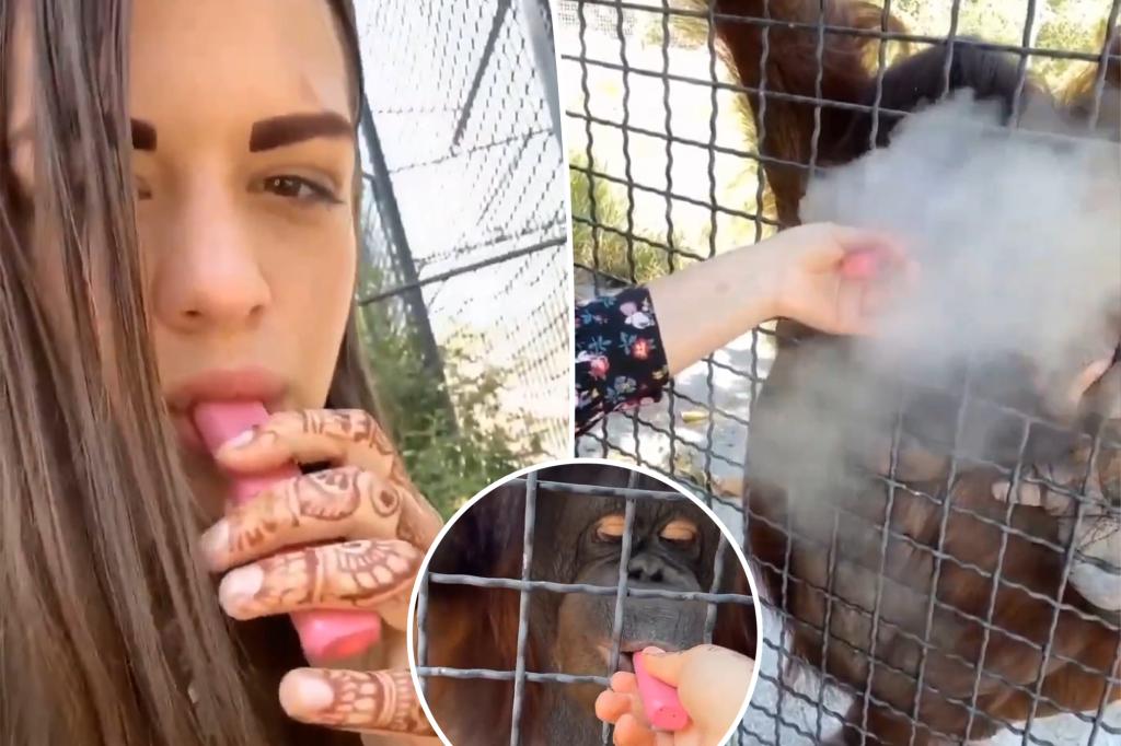 Boxer Anastasia Luchkina criticized for giving vape pen to orangutan