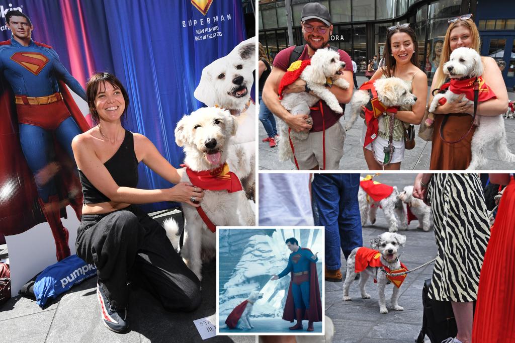 Brave dogs in NYC take part in a look-alike contest for Krypto from 'Superman'