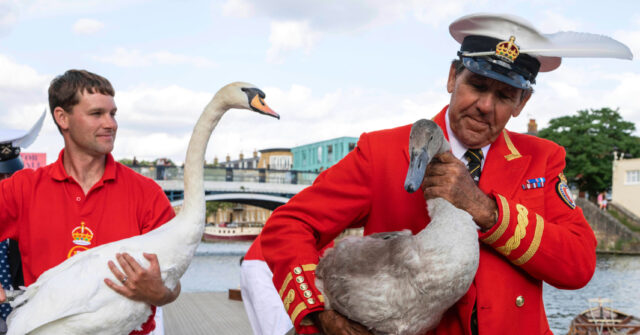 Britain Begins Its Yearly Royal Swan Count