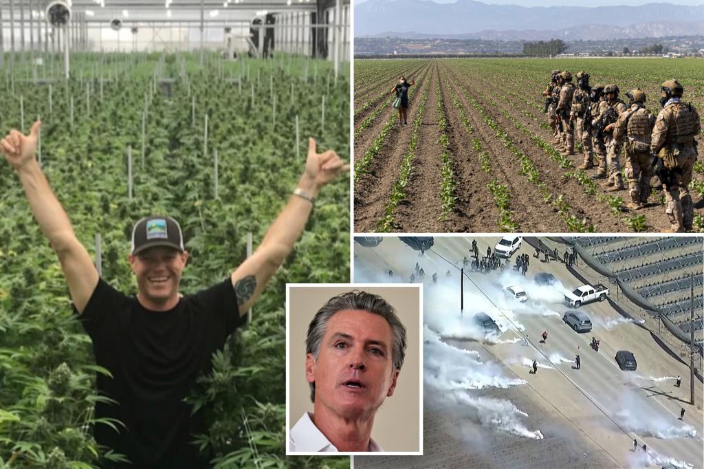 Cali pot farm founder arrested by ICE contributed to Gavin Newsom and other Democrats