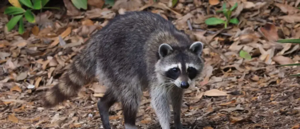 California Man Reportedly Seen on Camera Attempting to Torch Raccoon with Blowtorch