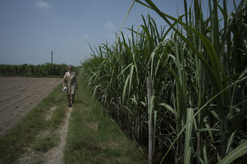 Cane sugar: What is it and where can you find it?