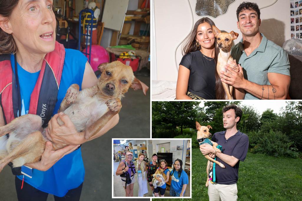 Chili the Chihuahua mix is found after being missing for 10 days when a kayaker rescued the oil-covered dog from the Hudson River.