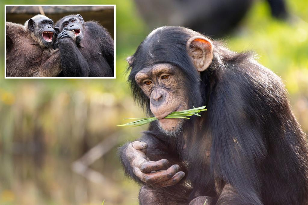 Chimpanzees partake in playful trendsetting activities