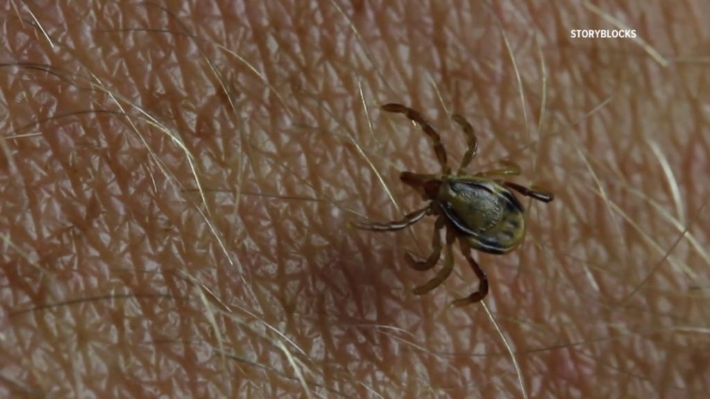 Clinton County woman healing after being infected by a tick-borne parasite