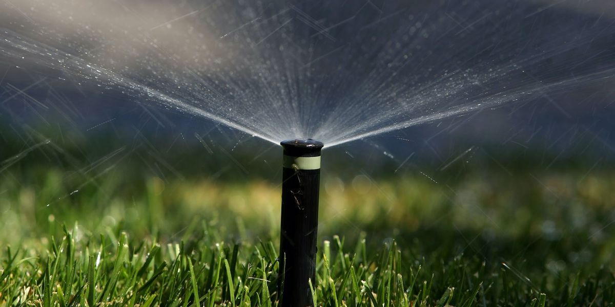 Complaint about brown grass resulted in Florida woman being arrested and spending 7 days in jail