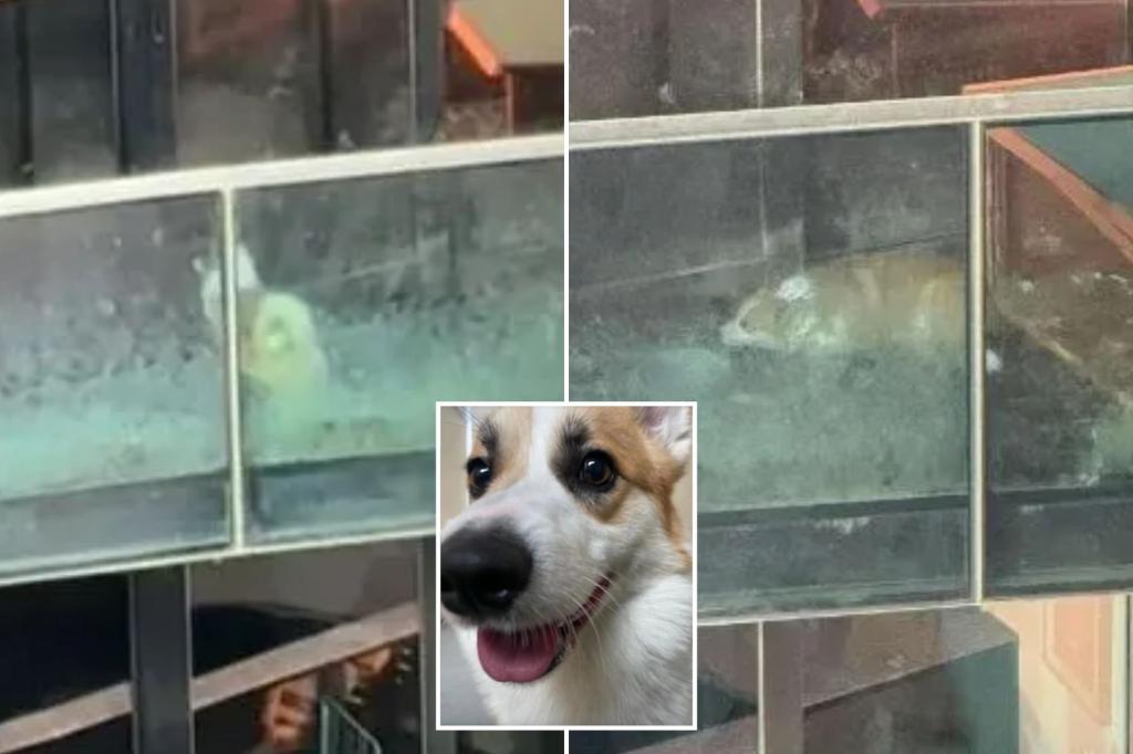 Corgi stuck on apartment balcony raises worries before dog found a fresh start