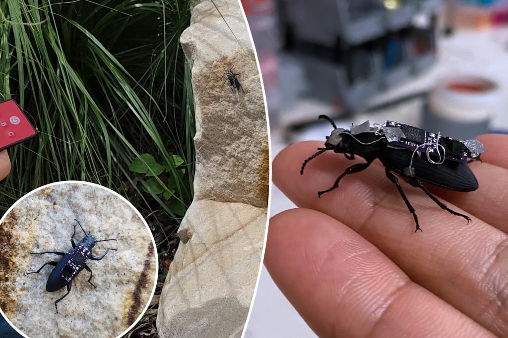 Could cyborg beetles be the saviors of tomorrow?