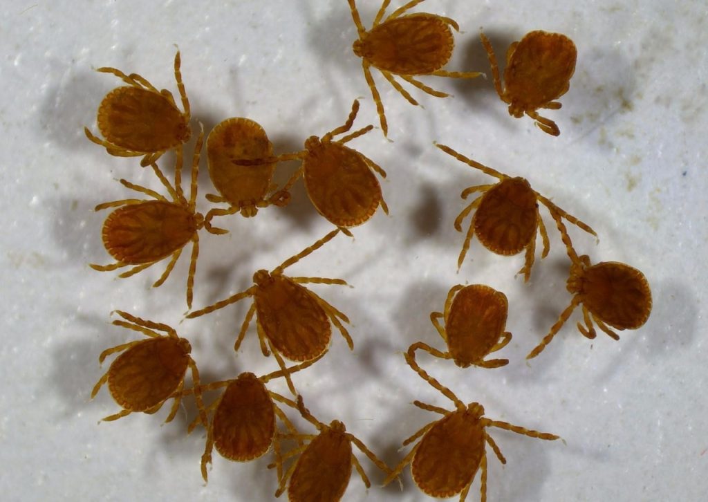 County warns of peak tick season as cases increase across the state