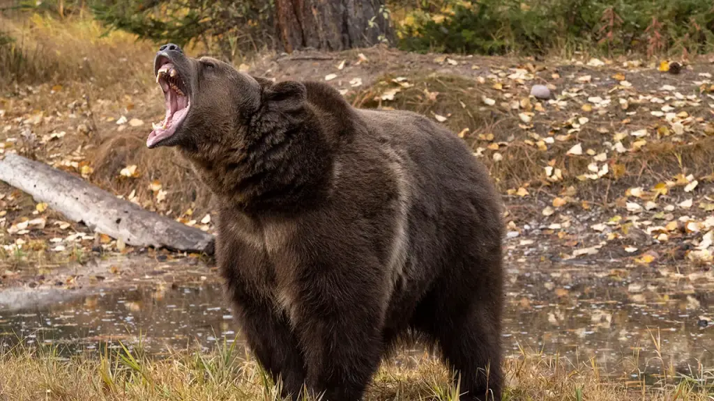 Couple escapes grizzly encounter by utilizing bear spray