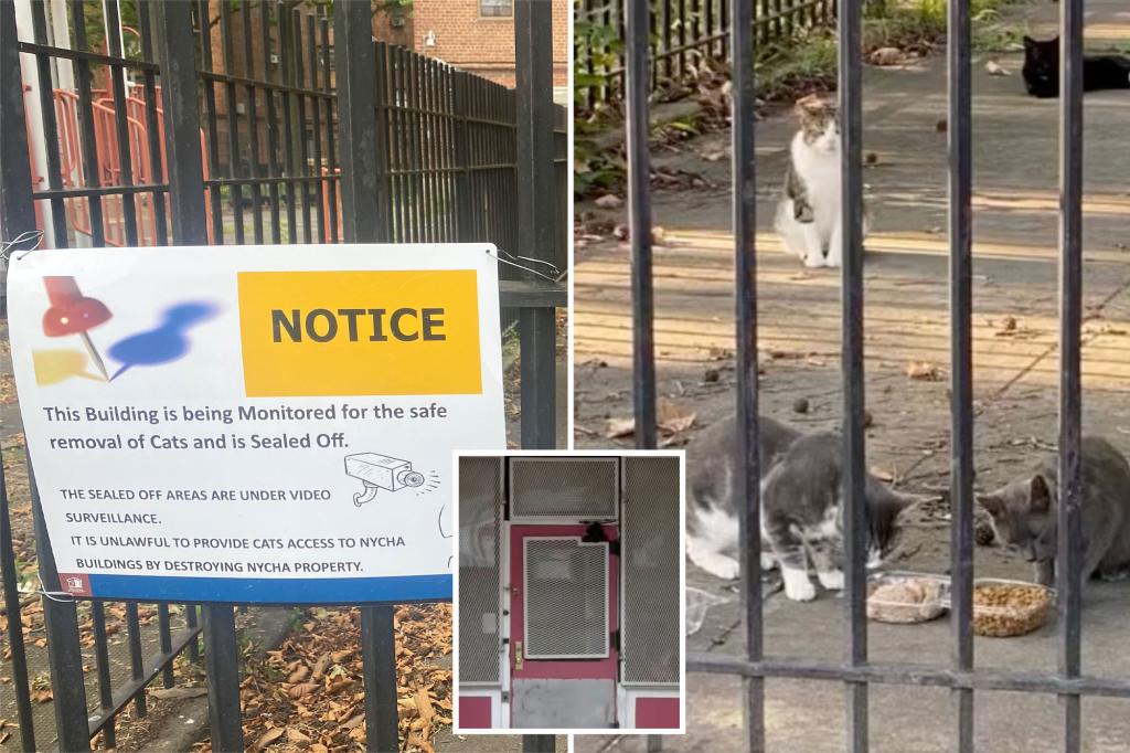 Crying sounds heard from closed NYC day care, but city claims there are no animals inside