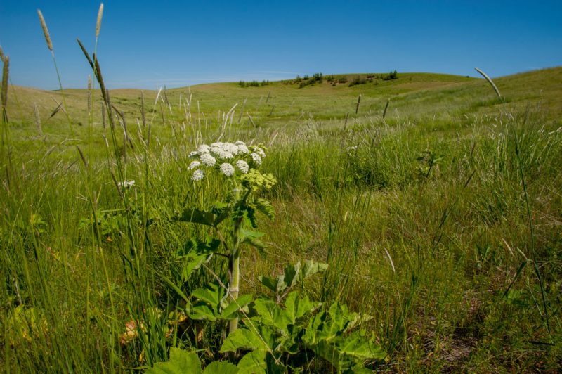 Dealing with a large, harmful weed in your yard? Here's how to remove it safely.