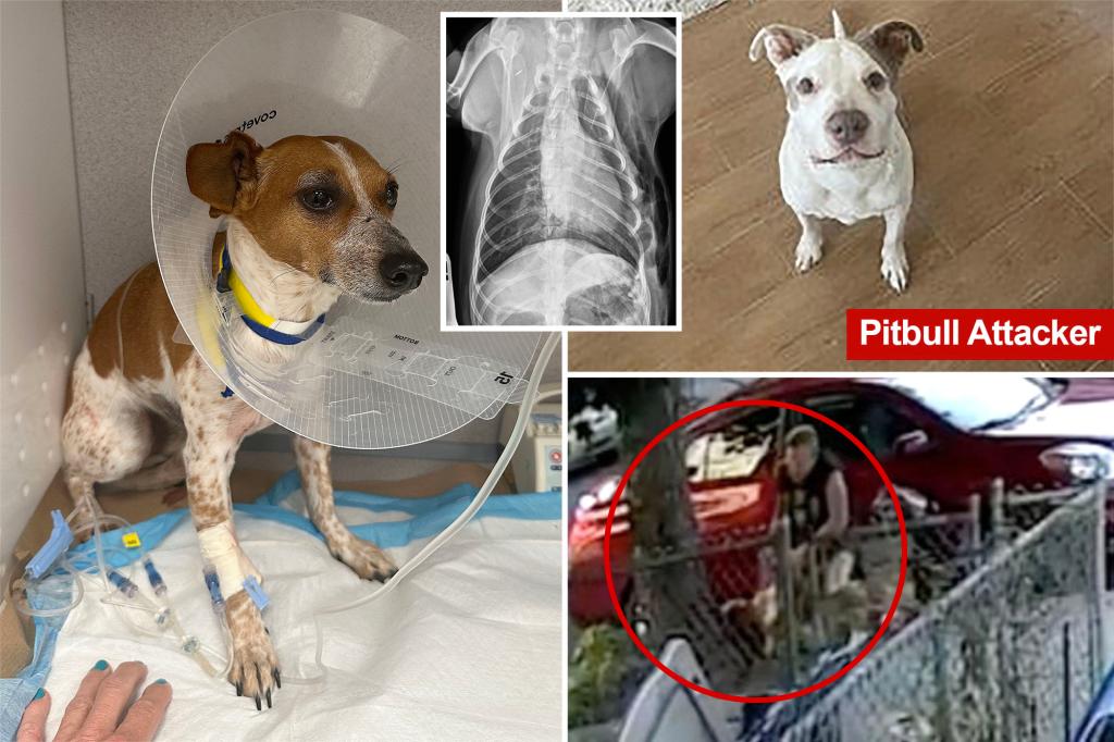 Disturbing video shows NYC pit bull attacking Percy the Jack Russell: 'So much pain'
