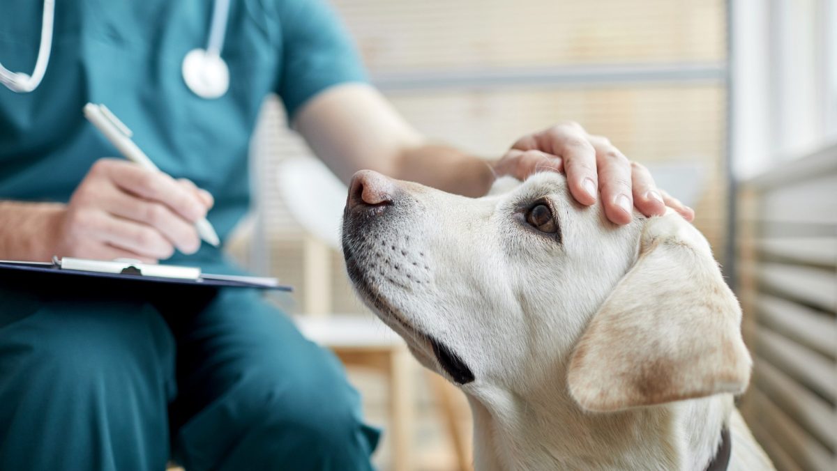 Dogs can sense Parkinson's disease before symptoms show, research reveals